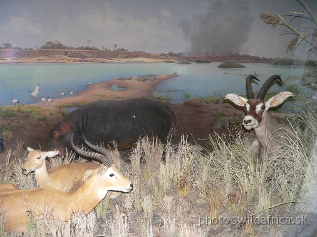 Picture 124.jpg - The Nile area in Sudan - Ugand Kob waterbuck, hippo and roan antelope.